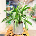 Indlæs billede i gallerivisning, Second Hand Aglaonema Cutlass – Smalbladet Kinesisk Stedsegrøn 35 cm i Fiber-Cement Krukke
