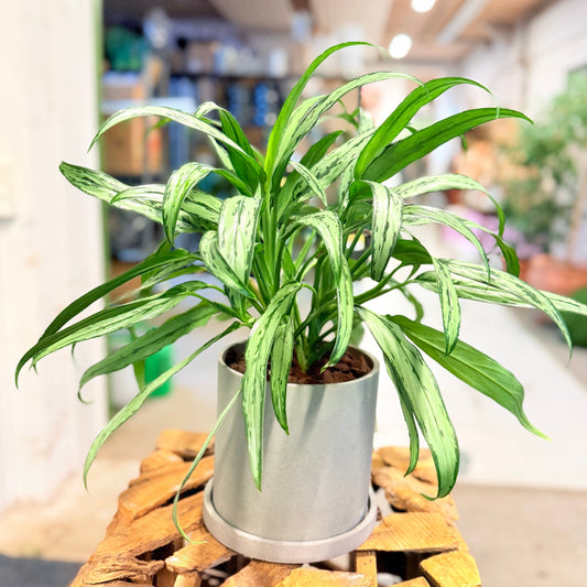 Second Hand Aglaonema Cutlass – Smalbladet Kinesisk Stedsegrøn 35 cm i Fiber-Cement Krukke