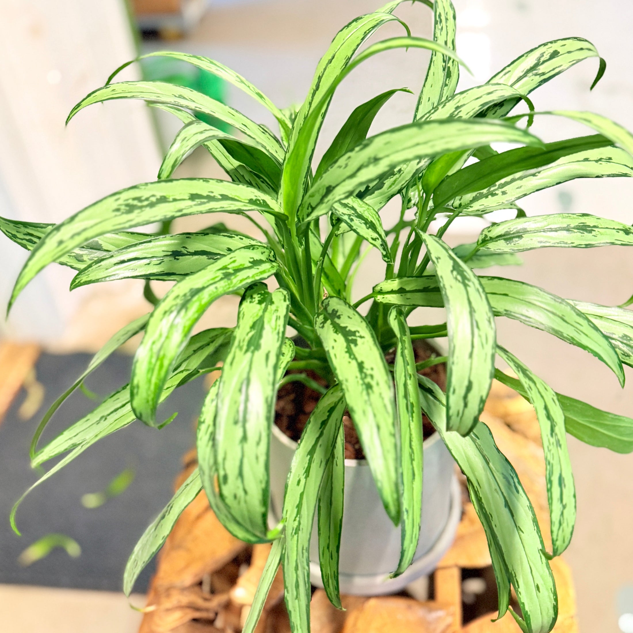 Second Hand Aglaonema Cutlass – Smalbladet Kinesisk Stedsegrøn 35 cm i Fiber-Cement Krukke