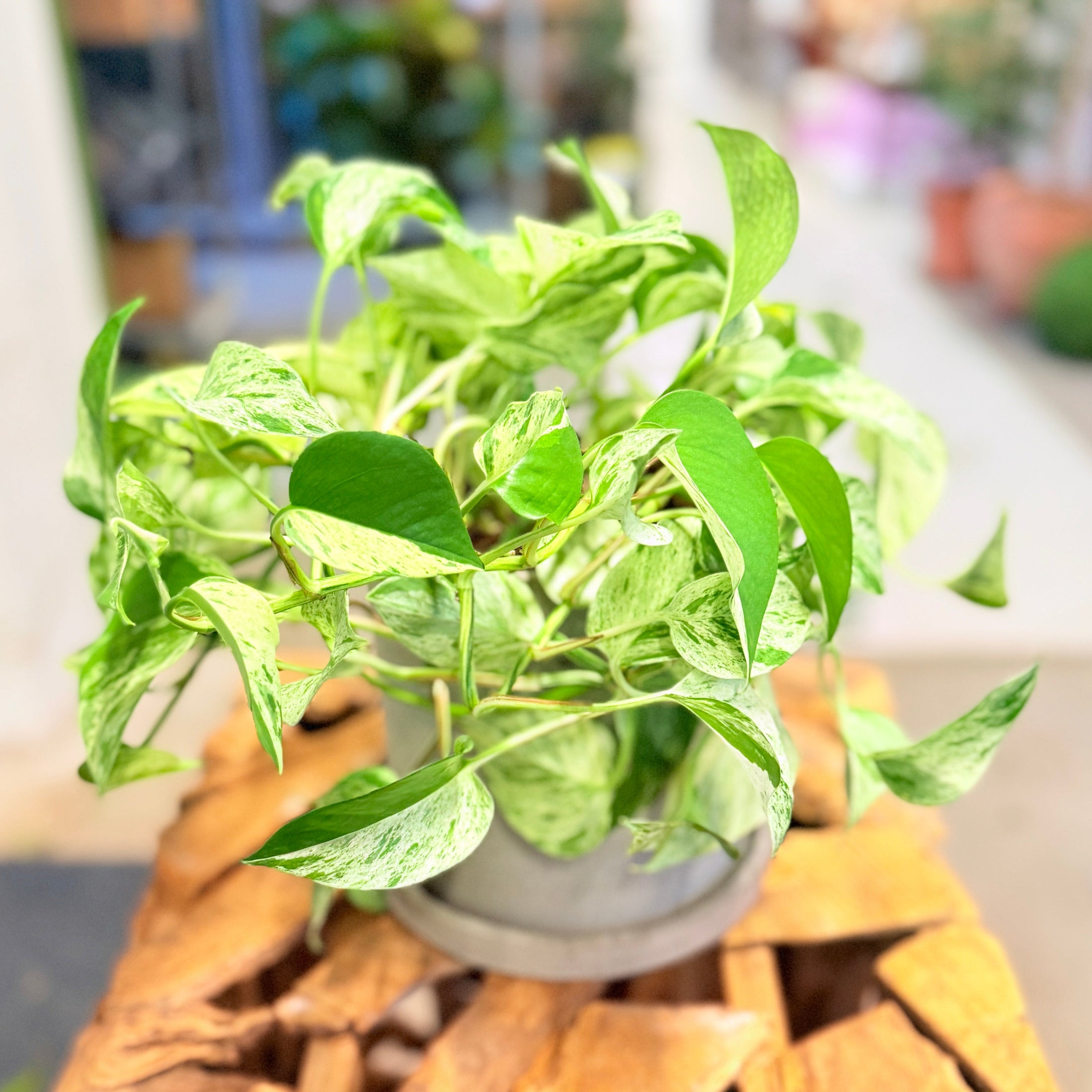 Second Hand Guldranke – Epipremnum Aureum Marble Queen 25 cm i Fiber-Cement Krukke