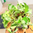 Indlæs billede i gallerivisning, Second Hand Guldranke – Epipremnum Aureum Marble Queen 25 cm i Fiber-Cement Krukke
