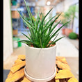 Indlæs billede i gallerivisning, Second Hand Buehamp – Sansevieria Fernwood 40 cm i Fiber-Cement Krukke
