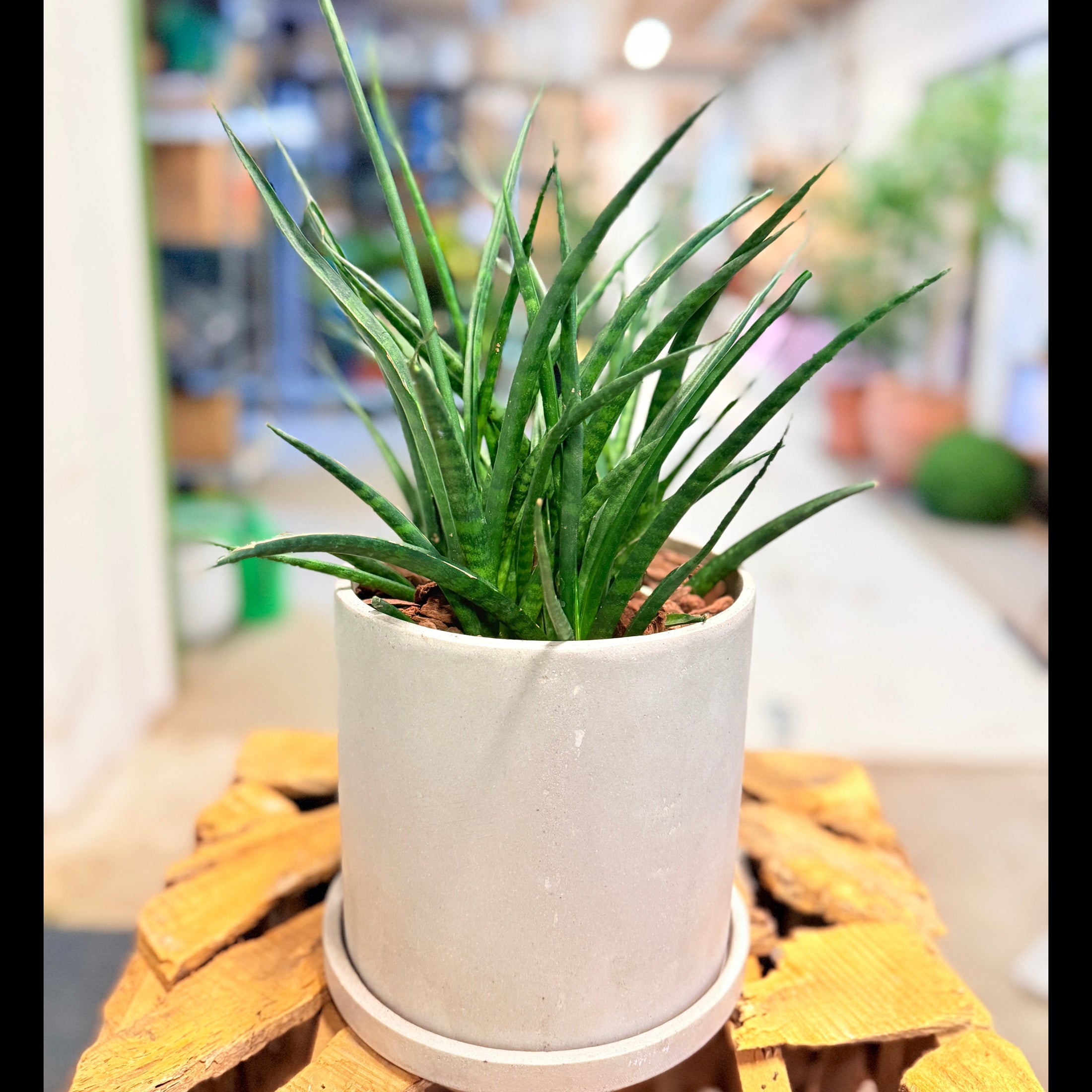 Second Hand Buehamp – Sansevieria Fernwood 40 cm i Fiber-Cement Krukke