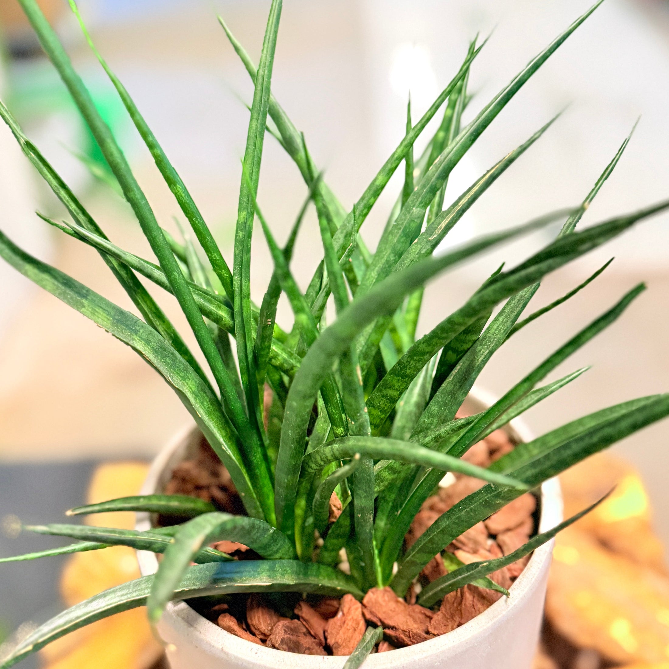 Second Hand Buehamp – Sansevieria Fernwood 40 cm i Fiber-Cement Krukke