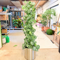 Indlæs billede i gallerivisning, Second Hand Sølvblad – Scindapsus Pictus 170 cm Klatreplante i Krukke
