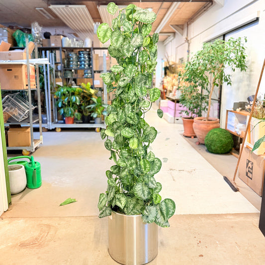 Second Hand Sølvblad – Scindapsus Pictus 170 cm Klatreplante i Krukke