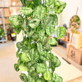 Indlæs billede i gallerivisning, Second Hand Sølvblad – Scindapsus Pictus 170 cm Klatreplante i Krukke
