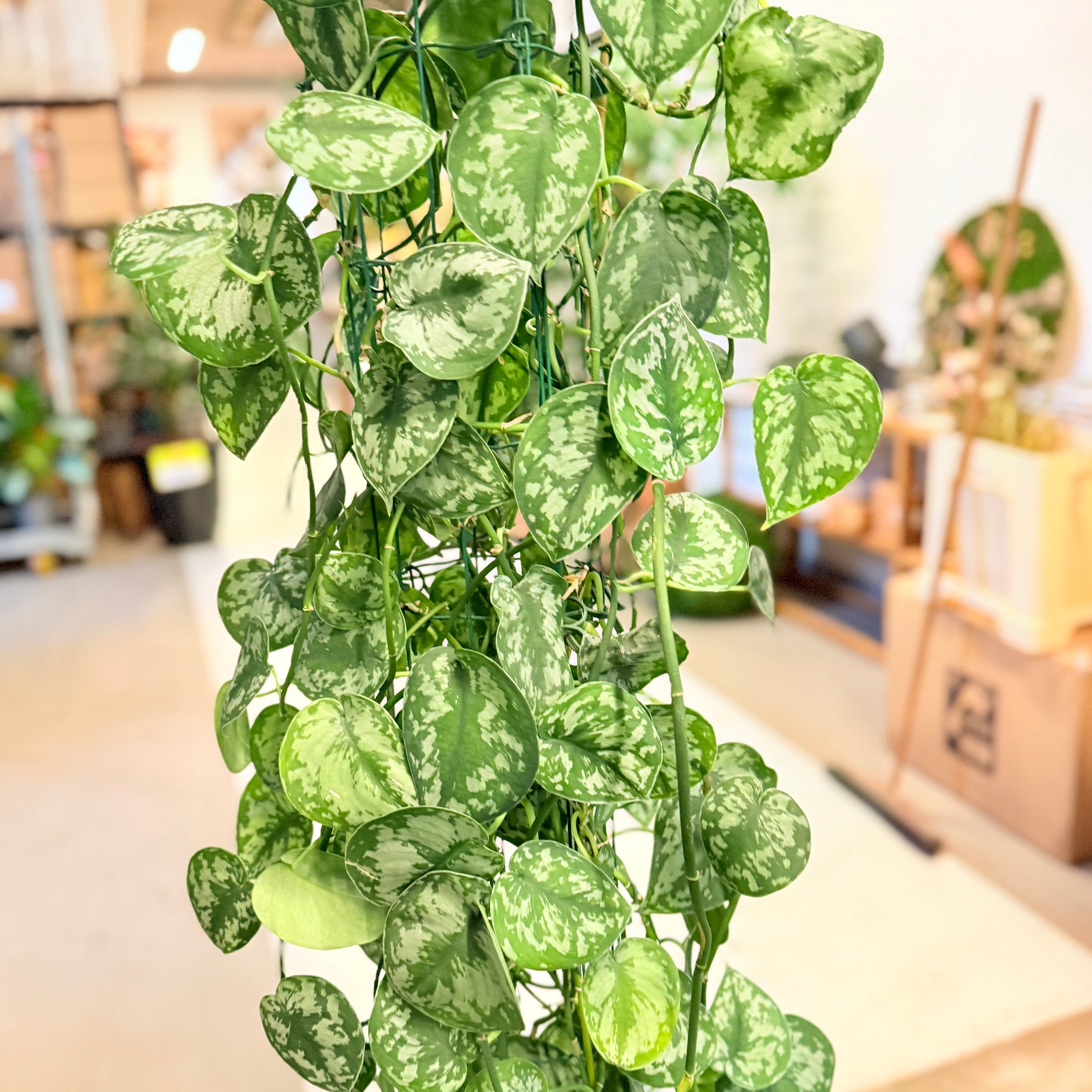 Second Hand Sølvblad – Scindapsus Pictus 170 cm Klatreplante i Krukke