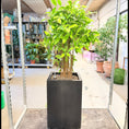 Indlæs billede i gallerivisning, Second Hand Kinesisk Bambus – Dracaena Surculosa 150 cm i Sort Plastkrukke
