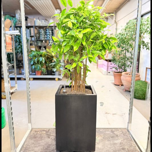 Second Hand Kinesisk Bambus – Dracaena Surculosa 150 cm i Sort Plastkrukke