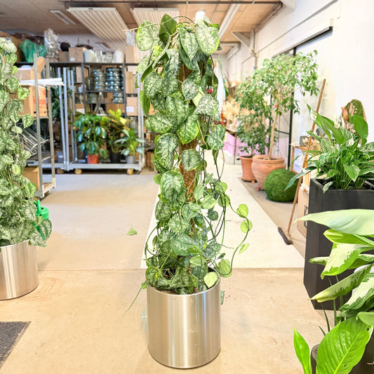 Second Hand Sølvblad – Scindapsus Pictus 170 cm XL Klatreplante i Krukke