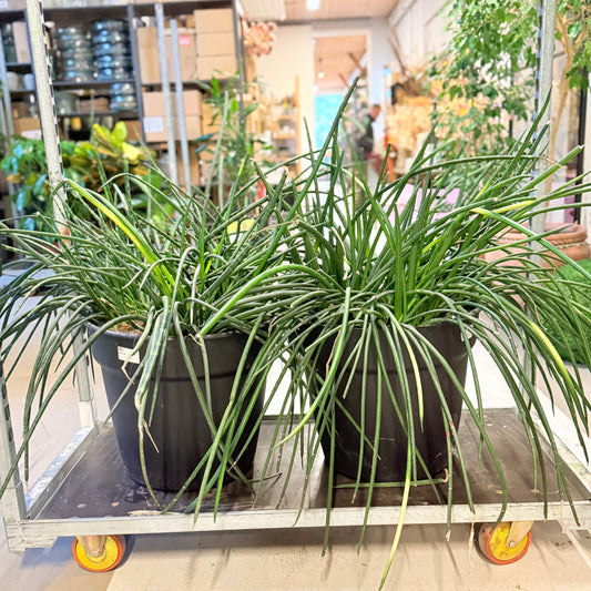 Second Hand Sansevieria – Robust Svigermors Tunge med Karakter