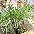 Indlæs billede i gallerivisning, Second Hand Sansevieria – Robust Svigermors Tunge med Karakter
