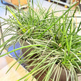 Indlæs billede i gallerivisning, Second Hand Sansevieria – Robust Svigermors Tunge med Karakter
