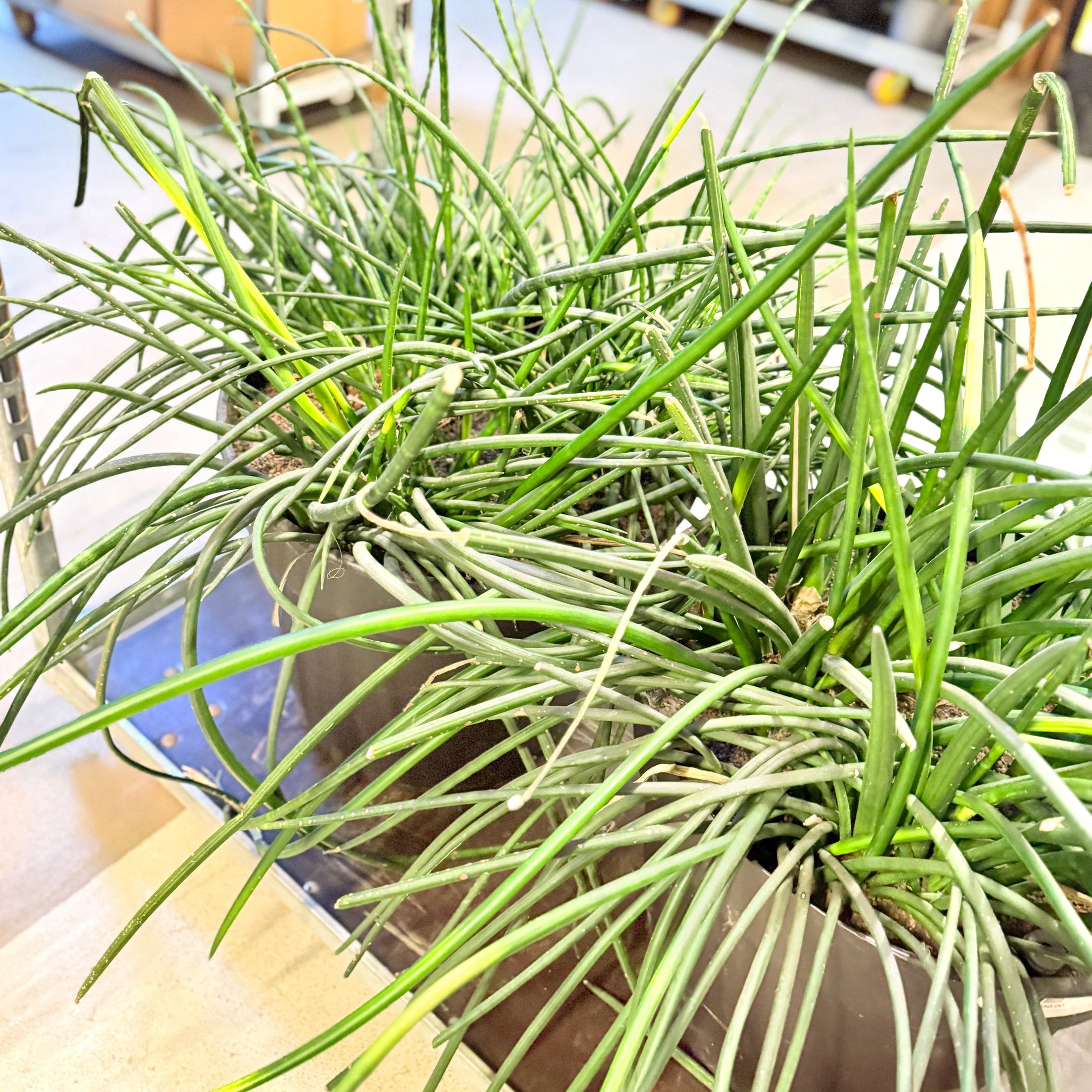Second Hand Sansevieria – Robust Svigermors Tunge med Karakter