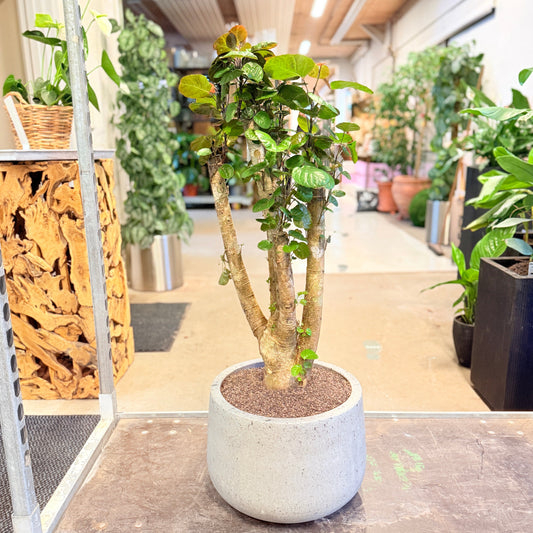 Second Hand Fabian Aralia – Polyscias Scutellaria med Karakter