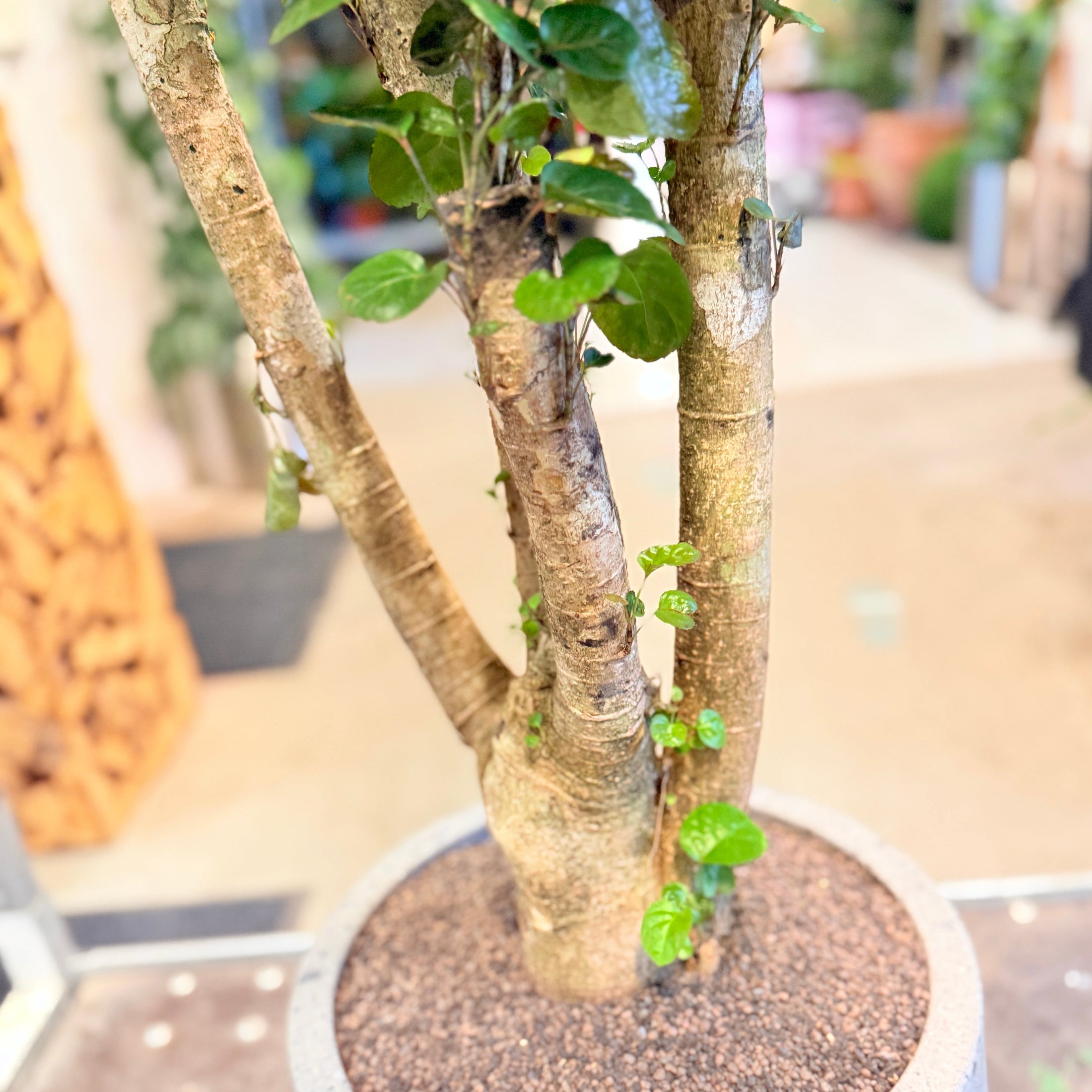Second Hand Fabian Aralia – Polyscias Scutellaria med Karakter