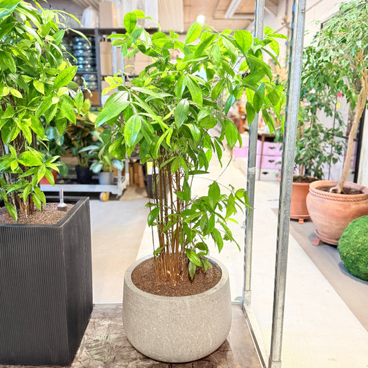 Bambus (Bambusa sp.) i fiber-cement krukke – 140 cm høj