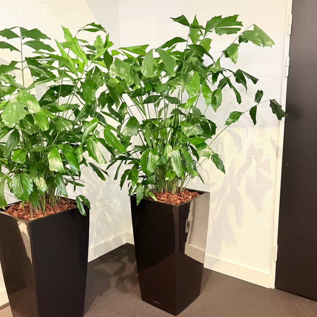 Second Hand Fiskehalepalme – Caryota Mitis med Karakter