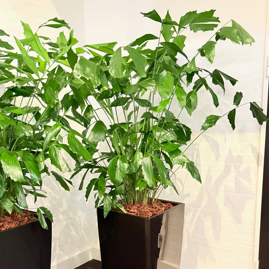 Second Hand Fiskehalepalme – Caryota Mitis med Karakter