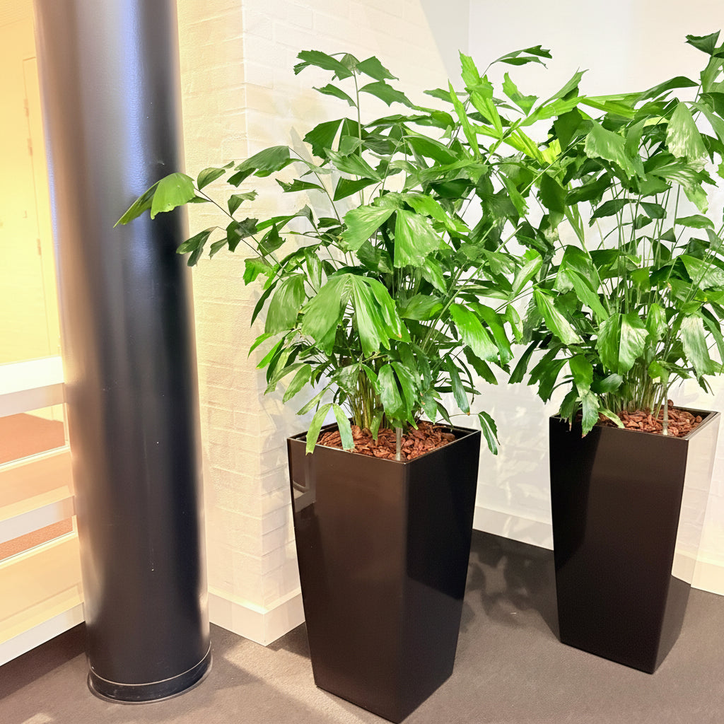 Second Hand Fiskehalepalme – Caryota Mitis med Karakter