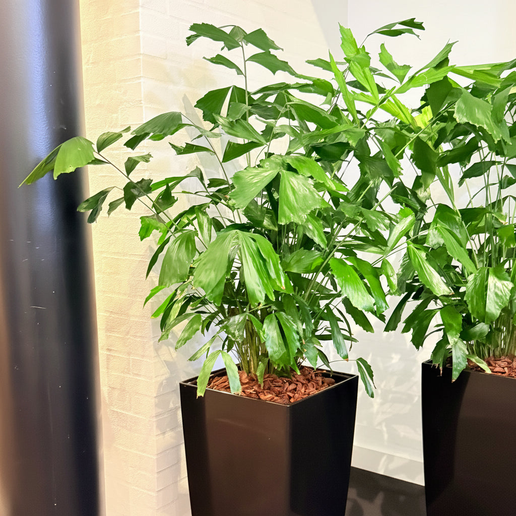 Second Hand Fiskehalepalme – Caryota Mitis med Karakter