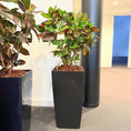 Indlæs billede i gallerivisning, Second Hand Kroton – Codiaeum Variegatum med Karakter
