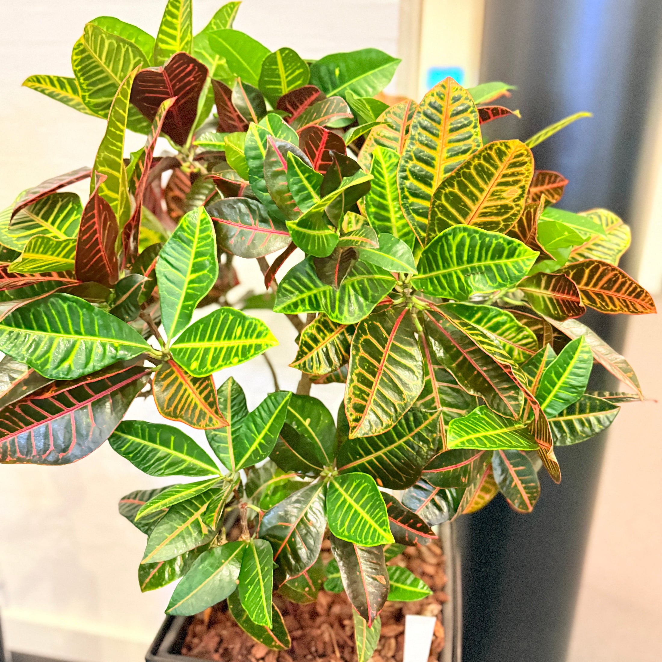 Second Hand Kroton – Codiaeum Variegatum med Karakter