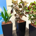 Indlæs billede i gallerivisning, Wunderbusk (Codiaeum variegatum) – 160 cm høj Second Hand Plante i sort krukke
