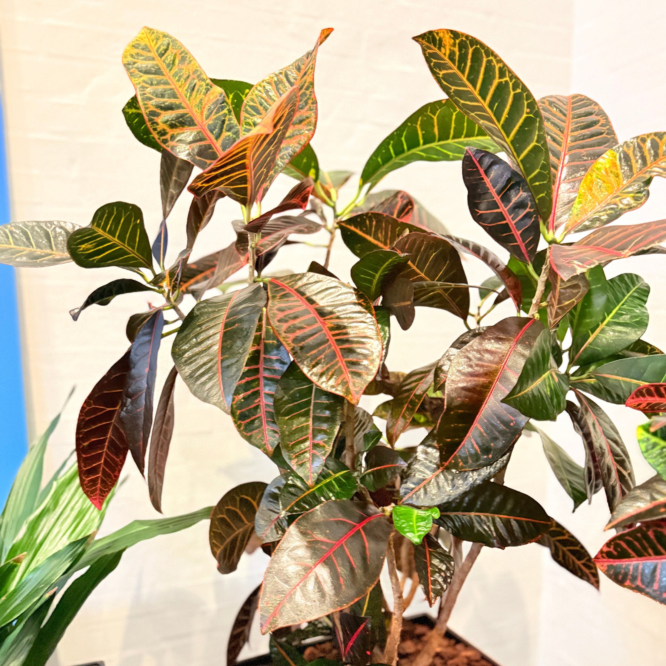 Wunderbusk (Codiaeum variegatum) – 160 cm høj Second Hand Plante i sort krukke