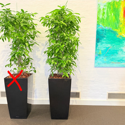 Second Hand Smalbladet Ficus – Ficus Benjamina med Karakter