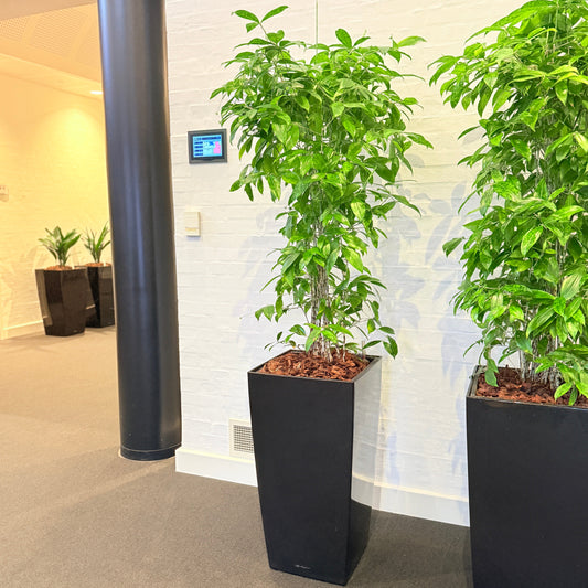 Second Hand Smalbladet Ficus – Ficus Alii med Karakter