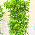 Indlæs billede i gallerivisning, Second Hand Smalbladet Ficus – Ficus Benjamina med Karakter

