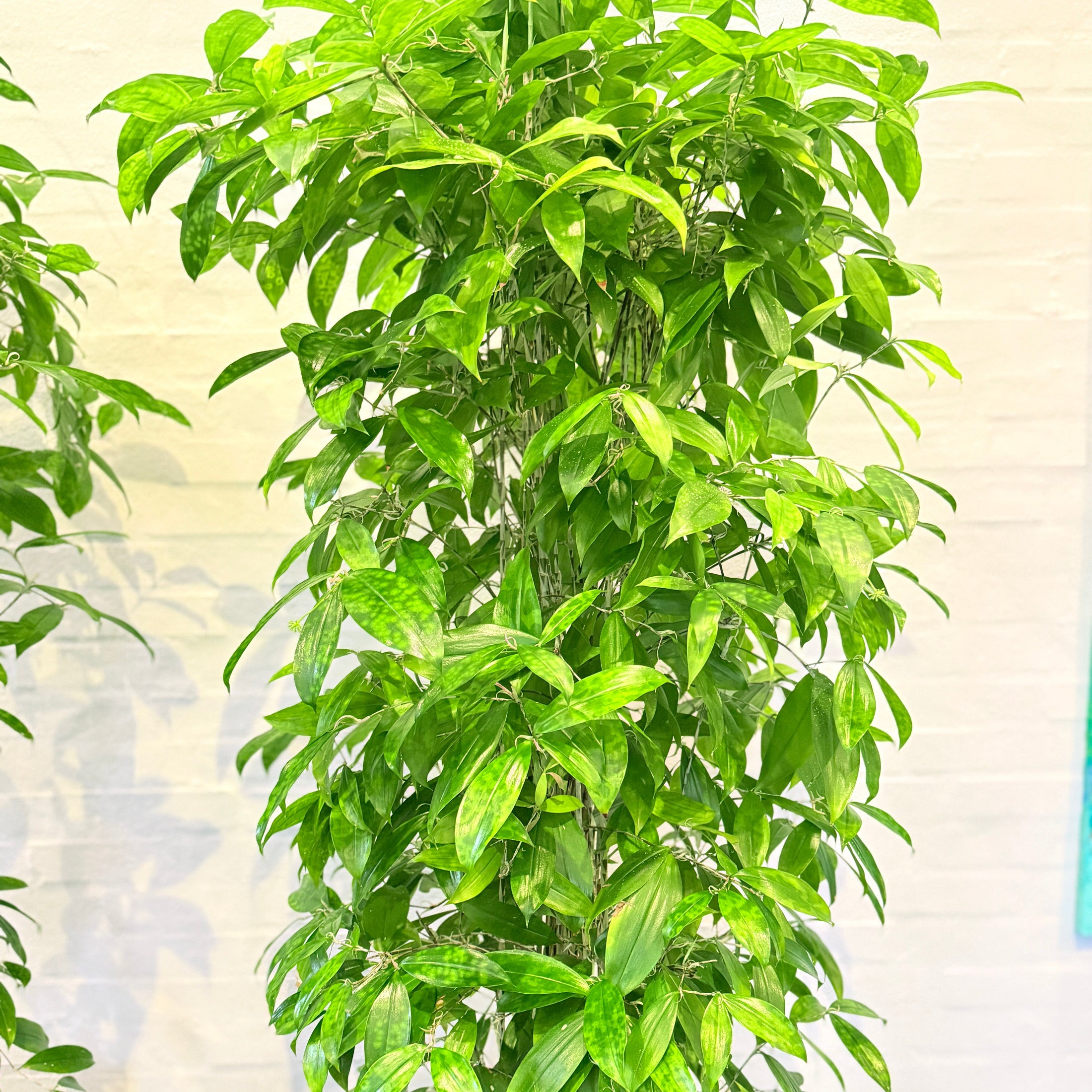 Second Hand Smalbladet Ficus – Ficus Benjamina med Karakter