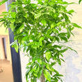 Indlæs billede i gallerivisning, Second Hand Smalbladet Ficus – Ficus Alii med Karakter
