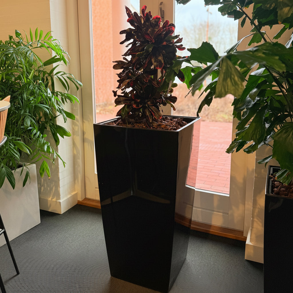 Second Hand Wunderbusk – Codiaeum Variegatum Mammy med Karakter