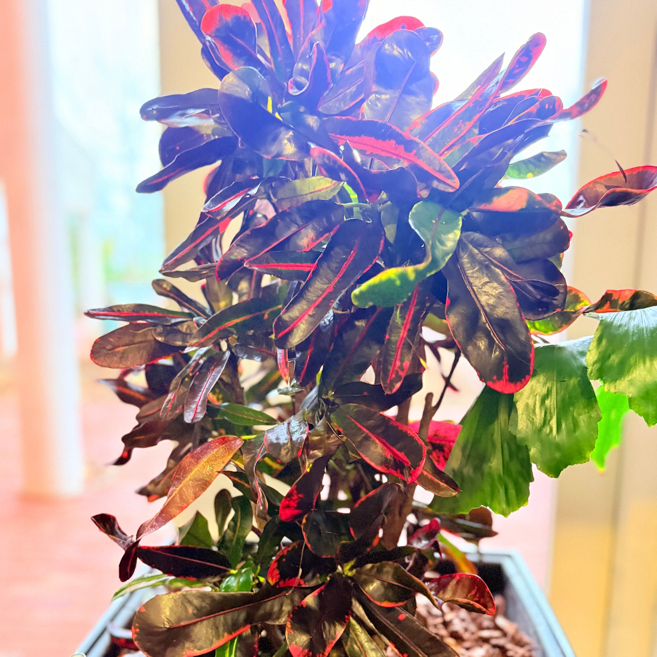 Second Hand Wunderbusk – Codiaeum Variegatum Mammy med Karakter