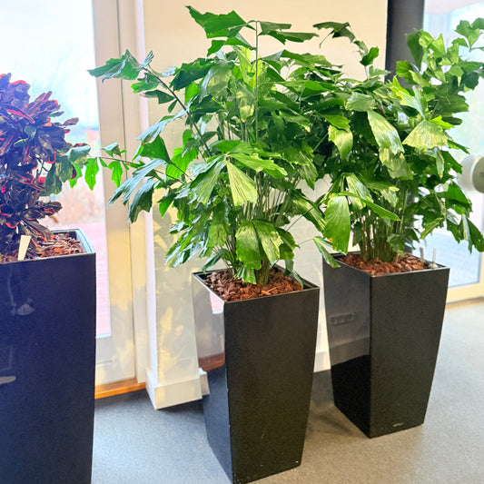 Second Hand Fiskehalepalme – Caryota Mitis med Karakter