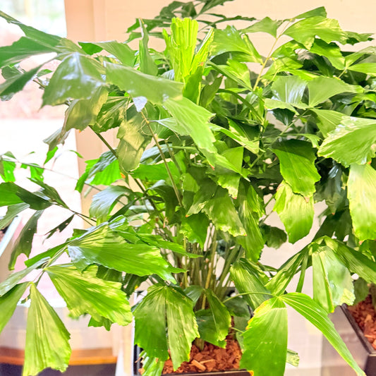 Second Hand Fiskehalepalme – Caryota Mitis med Karakter