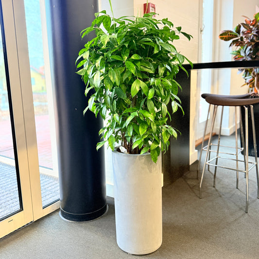 Second Hand Smalbladet Ficus – Ficus Benjamina med Karakter