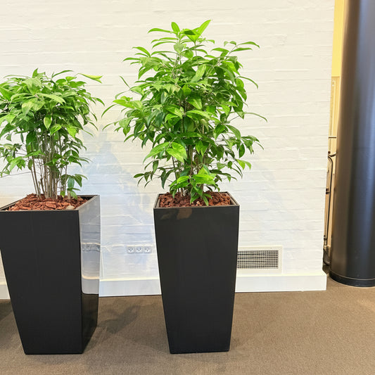 Second Hand Smalbladet Ficus – Ficus Benjamina med Karakter