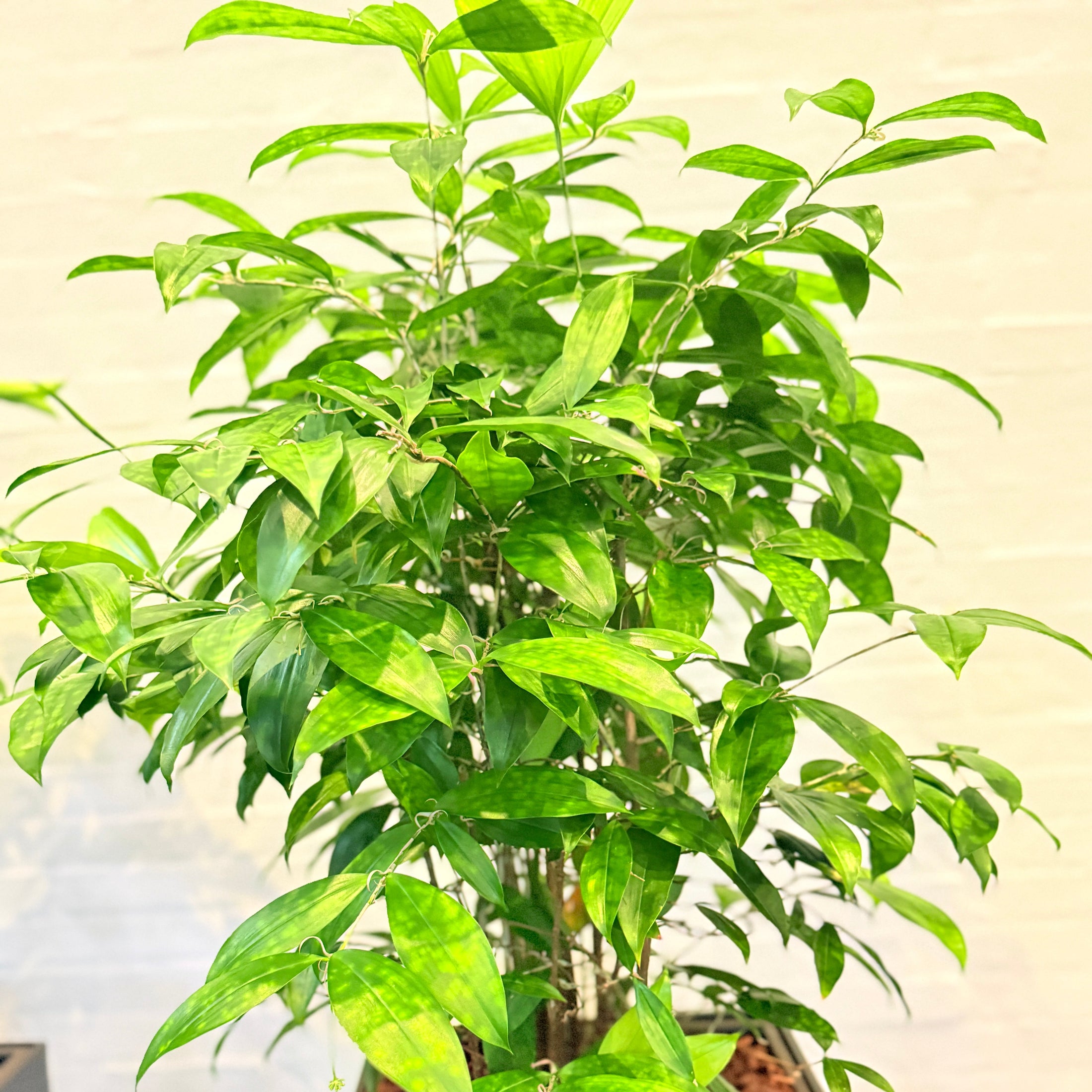 Second Hand Smalbladet Ficus – Ficus Benjamina med Karakter