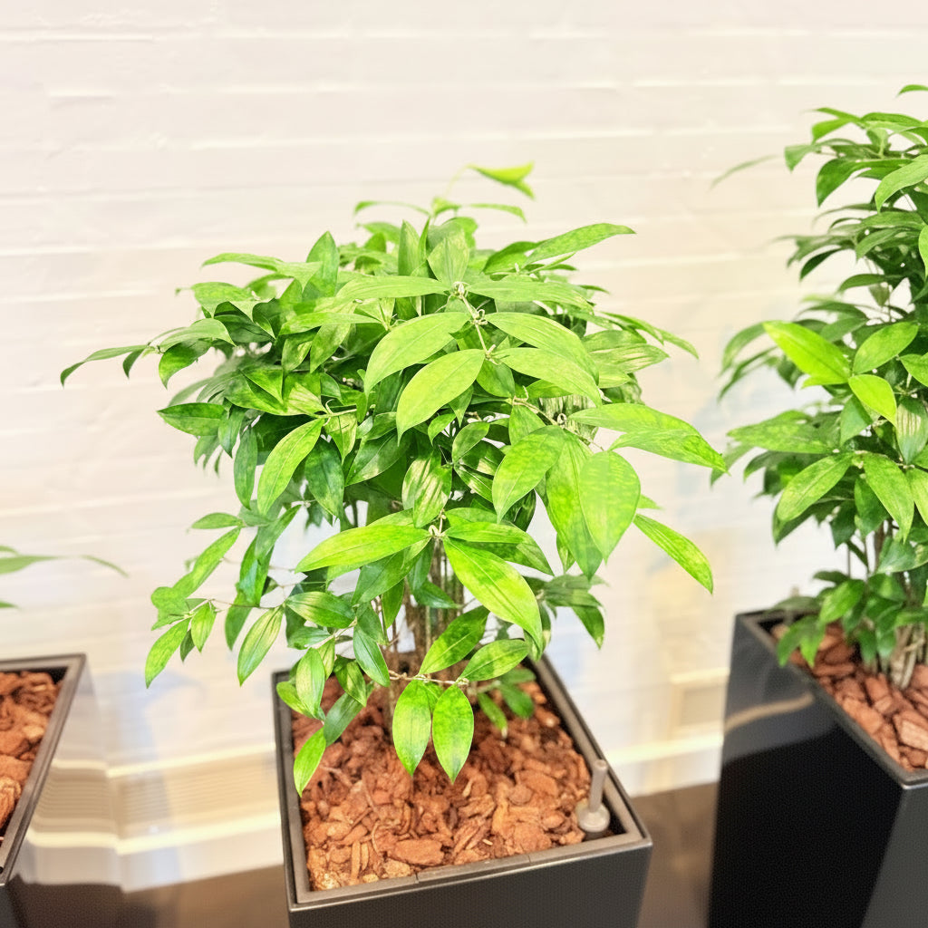 Second Hand Smalbladet Ficus – Ficus Benjamina med Karakter