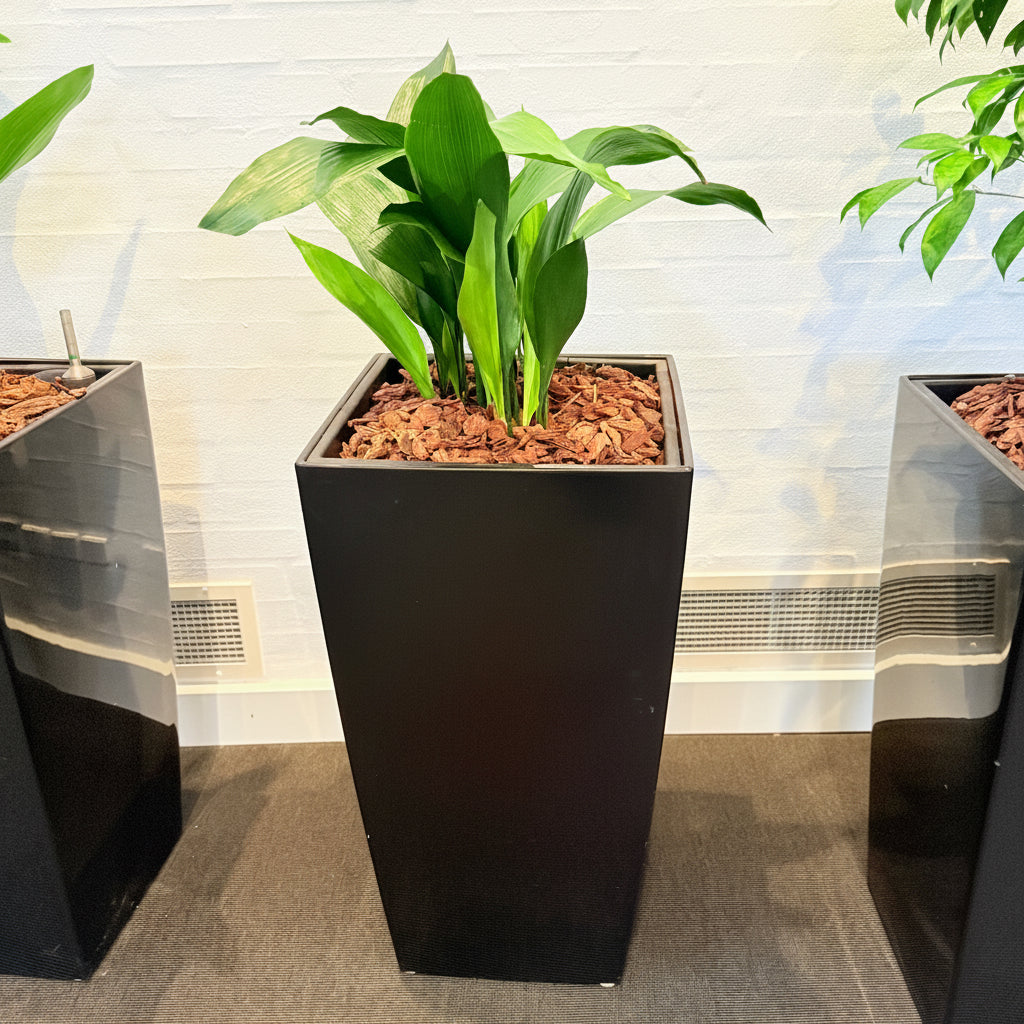 Second Hand Aspidistra – Støbejernsplante med Karakter