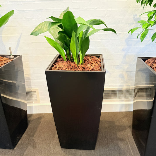 Second Hand Aspidistra – Støbejernsplante med Karakter