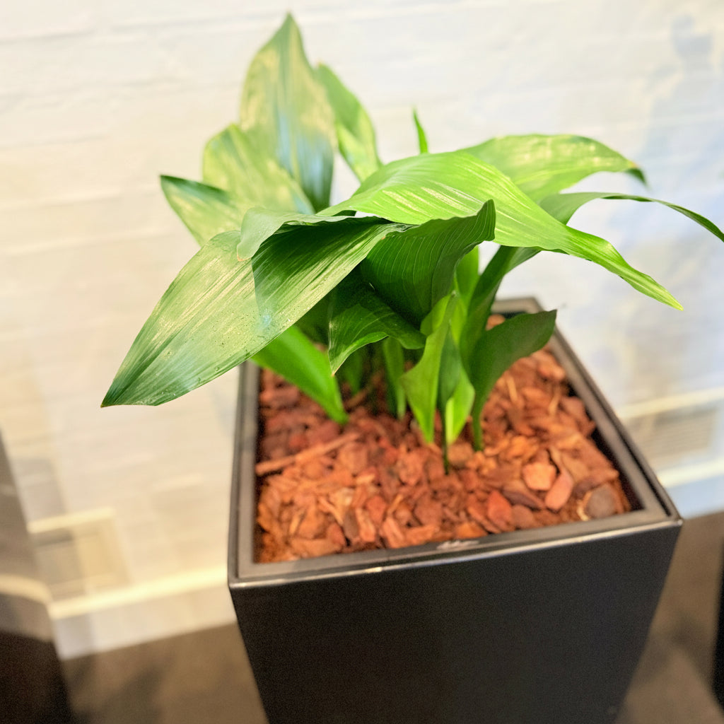 Second Hand Aspidistra – Støbejernsplante med Karakter