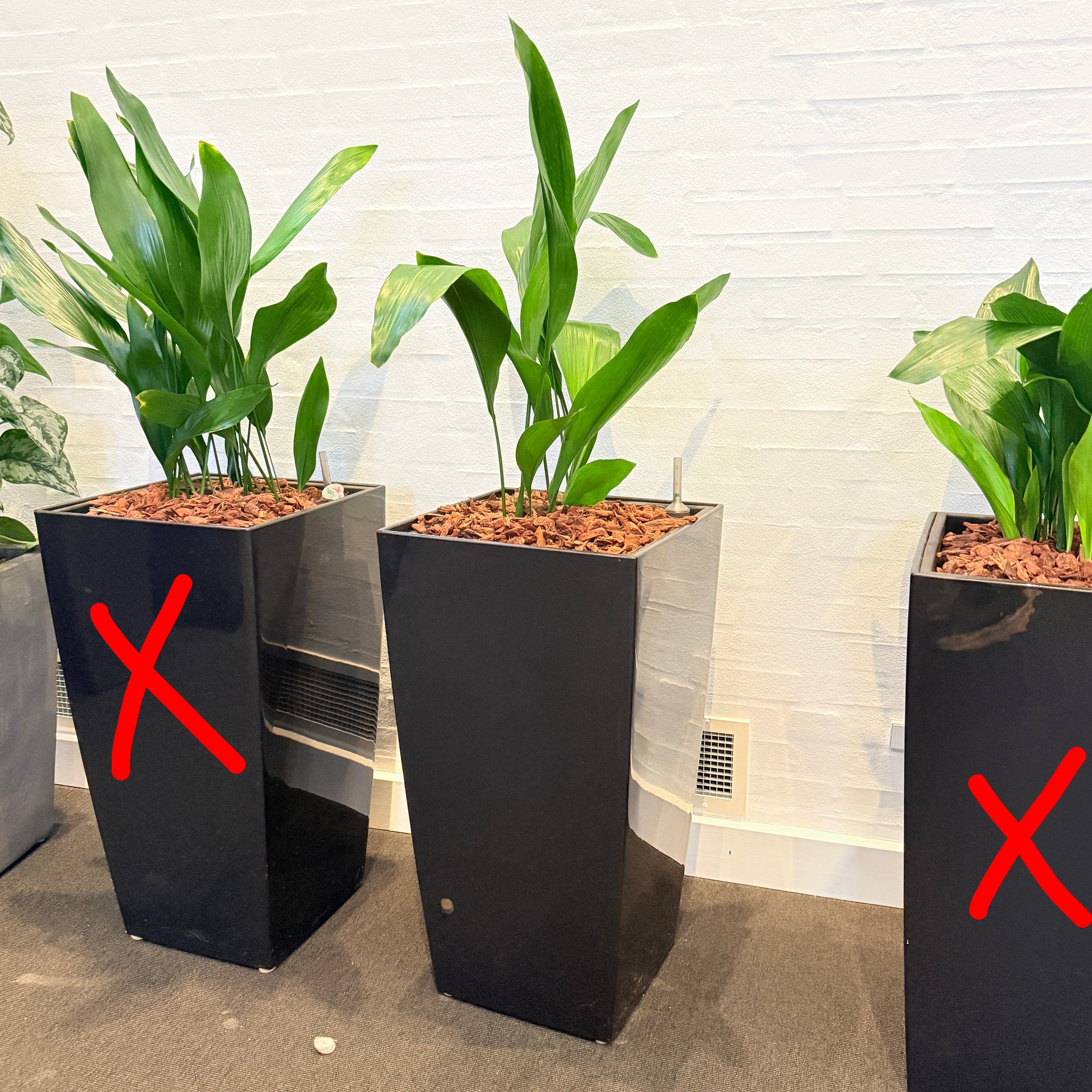 Second Hand Aspidistra – Støbejernsplante med Karakter