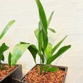 Indlæs billede i gallerivisning, Second Hand Aspidistra – Støbejernsplante med Karakter
