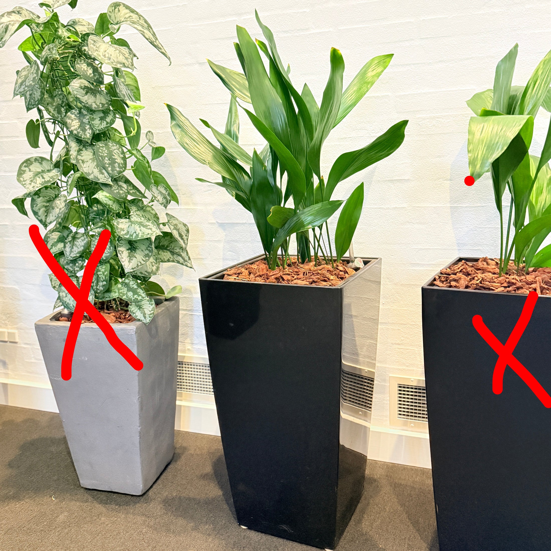 Second Hand Aspidistra – Støbejernsplante med Karakter