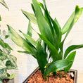 Indlæs billede i gallerivisning, Second Hand Aspidistra – Støbejernsplante med Karakter
